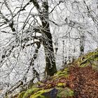 Kalender: Januar 2017. Schneebedeckte Äste und eine mit Laub und Moos bedeckte Waldlandschaft.