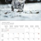 Kalender Januar 2027. Oben graue Katze im Schnee unter fallenden Schneeflocken.
