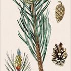Text: "Pinus sylvestris, Fam. Pinaceae." Kalenderblatt: Januar 2021. Illustration von Nadelbaum mit Zapfen und Samen.