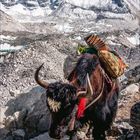 Kalenderseite, Monat Januar 2021. Ein Yak mit Lasten durchquert eine felsige, schneebedeckte Berglandschaft.