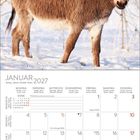 Text: Januar 2027. Wochenkalender mit Tagen und Notizen.  
Ein Esel steht im Schnee, Hintergrund mit frostigen Bäumen.
