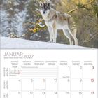 Kalender für Januar 2027 mit Wochentagen in mehreren Sprachen. Oben ein Wolf im verschneiten Wald.