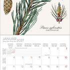Pinus sylvestris, Fam. Pinaceae. Januar 2027 Kalender mit Zeichnung von Kiefernzweig und Zapfen, Tage auf Deutsch und Englisch.