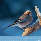 Kalender mit Januar 2027, Wochentagen und Daten. Ein Eichelhäher sitzt auf schneebedecktem Ast vor blauem Hintergrund.