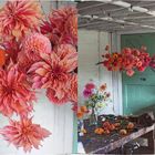 Links: Nahaufnahme von pink-orangenen Dahlien. Rechts: Rustikaler Raum mit Blumen in Vasen und grüner Tür.