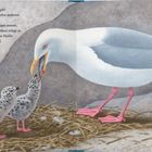 Text beschreibt das Schlüpfen von Küken nach vier Wochen. Illustration zeigt eine Möwe, die drei Küken füttert.