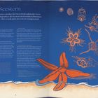 „Der Seestern“ erklärt verschiedene Entwicklungsstadien. Farbige Illustrationen von Seesternen auf blauem Hintergrund.
