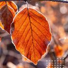 Text: "Januar" und Kalendertage. Nahaufnahme von frostbedeckten, orangebraunen Blättern an einem Zweig.