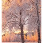 Zitat: "Ich wüsste gern, ob der Schnee die Bäume und die Felder liebt, wo er sie so zärtlich küsst." - Lewis Carroll. Winterlandschaft.