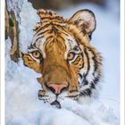 Sibirischer Tiger liegt im Schnee, schaut mit großen, wachsamen Augen. Kalender für Januar 2027 darunter sichtbar.