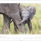 JANUAR. Kalendertage unten. Ein Elefantenbaby im Gras zwischen den Beinen eines erwachsenen Elefanten.