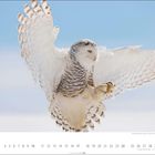 Eine weiße Schnee-Eule mit ausgebreiteten Flügeln im Flug. Darunter ein Kalendarium mit den Zahlen 1 bis 31.