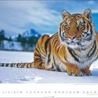 Kalenderblatt Januar, Bild: Ein sibirischer Tiger im Schnee, im Hintergrund Berge und blauer Himmel.
