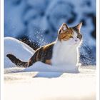 Kalender 1/2027. Eine Katze spaziert durch verschneite Landschaft bei blauem Himmel. Datum und Wochentage in Spalten.