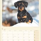 Kalenderblatt für Januar 2027, Monatsübersicht mit Datum. Ein Dackel im Schnee schaut aufmerksam nach vorne.