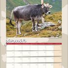 Ein Kalenderbild für Januar mit einer Kuh auf der Weide vor einem Wegweiser und einem Monatskalender darunter.