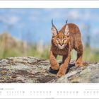 Januar, Kalender mit einem jungem Luchs, der auf einem Felsen läuft, umgeben von unscharfer Natur.