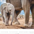 1. Afrikanische Elefanten. Januar. Ein Elefantenbaby neben einem großen Elefanten in einer trockenen Landschaft.