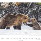 Grizzlybären (Ursus arctos horribilis), Mutter mit Jungtier. Schnee fällt; Bären stehen sich zugewandt. Unten Monatszahlen.