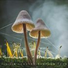 Kalender: Januar 1-31. Zwei Pilze im feuchten Gras, umgeben von feinen Spinnweben, beleuchtet von sanftem Licht.