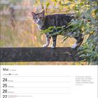 Kalenderseite für Mai mit Wochentagen. Spruch von Erich Kästner daneben. Eine Katze balanciert auf einem Holzzaun im Grünen.