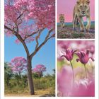 Juli | August, 30. Woche. Rosa blühender Baum, zwei Löwen auf rosa Hintergrund, zwei rosa Blumen.