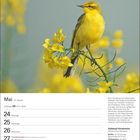 Kalenderseite für Mai mit Wochenübersicht. Bild einer gelben Schafstelze auf blühendem gelbem Feld.