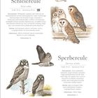 Titel: Schleiereule; Größe: 36 cm; Vorkommen: BJ. Illustrationen von Schleiereulen und Sperbereulen. Kalender mit Dezember und Januar.