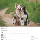 Mai, Kalenderwoche 21, Zwillinge 21.5.–20.6., Border Collie. Zwei Hunde sitzen fröhlich auf einem Weg.