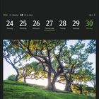 Kalender mit der Woche vom 24. bis 30. Mai. Foto von Tilibäumen im Fanal-Wald auf Madeira, Portugal.