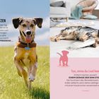 1. Den Tag nutzen. Für den Hund ist jeder Tag ein Geschenk. Nur das Heute zählt und was man daraus macht. Hund springt.

2. Tun, wozu du Lust hast. Der Hund ruht auf Boden, Schuhe daneben, gemütliche Wohnzimmeratmosphäre.