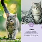 1. GLAUB AN DICH: Gehe hocherhobenen Hauptes durchs Leben und SEI SELBSTBEWUSST. Katzengesicht im Vordergrund. 2. SAG NEIN: Tu nichts, was du nicht willst! Dann sag ja. UND TU’S MIT STIL. Katze in Decke. 