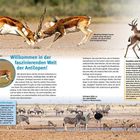 "Willkommen in der faszinierenden Welt der Antilopen!" Zwei kämpfende Antilopen, Zebras und Gazellen an einer Wasserstelle.