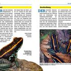 Vorwort: SICHER einer der schönsten...  
Beschreibung: DER Gestreifte Blattsteiger...  
  
Links: Ein bunter Frosch mit schwarzen, blauen und orangefarbenen Streifen auf einem Blatt. Rechts: Zwei Frösche, ähnlich gemustert, nahe zusammen auf Blättern.