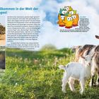 Willkommen in der Welt der Ziegen! So viele Ziegenrassen gibt es weltweit, etwa 600. Ziegen sind neugierig und sozial.