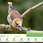 Kalender: Januar, KW 4. Montag 25. bis Sonntag 31. Kernbeißer auf Ast mit geöffnetem Schnabel, Foto von Manfred Götz.