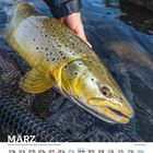 MÄRZ. Ein Traum von einer Meerforelle. Kalenderübersicht mit Tagen und Mondphasen. Hand hält Forelle im Wasser.