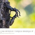 Kalenderblatt mit Mai 2027 und Feiertagen. Zwei Hirschkäfer kämpfen an einem Baumstamm. Hintergrund unscharf in Grün.