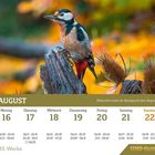 Beharrlich trotzt der Buntspecht dem Regen. Kalenderseite August 33. Woche. Montag 16 bis Sonntag 22. Buntspecht auf Baumstumpf.