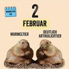 "2. Februar, Murmeltier, Deutlich Artikulierter, Tiere, die man leicht verwechselt." Zwei Murmeltiere nebeneinander.