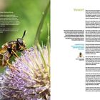 Eine besondere Beobachtung: Beschreibung einer gefährdeten Schwebfliegenart auf einer Karde (Pflanze). Links ein paar Details.
