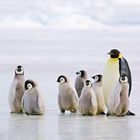 Mehrere junge Pinguine stehen nebeneinander mit einem ausgewachsenen Pinguin in einer eisigen Umgebung.