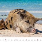 Der Text "Robert & Ulla". Zwei Schweine liegen entspannt am Strand, Hintergrund ist das Meer. Unten ist der Januar-Kalender.
