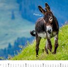 "Momo" steht über einem Esel auf einer grünen Wiese. Kalender unten zeigt Januar mit Wochentagen und Daten.