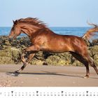 Text "Hazel", "Januar". Ein Pferd galoppiert am Strand vor Felsen und Meer, mit wehender Mähne und erhobenem Schweif.