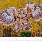 Text: "Argus" und "Januar". Eine Eule mit ausgebreiteten Flügeln vor herbstlich buntem Wald. Darunter ein Kalender mit Zahlen.