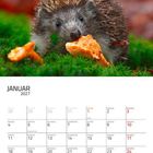 JANUAR 2027. Ein Igel in grünem Moos, frisst einen orangefarbenen Pilz. Kalender für den Monat januar.