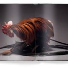 Ein Huhn mit lebendigem roten Kamm und langen schwarzen Schwanzfedern vor einem neutralen Hintergrund.