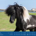 MAI, Kalender mit Monatsübersicht. Ein schwarz-weißes Pferd mit voluminöser Mähne auf einer grünen Wiese.