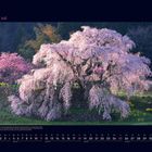 07 Juli. Kalender mit einem blühenden Kirschbaum im Vordergrund und einem Datumsgitter unten.